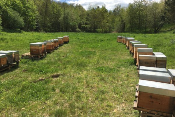 image ruchers d'alexandre 2